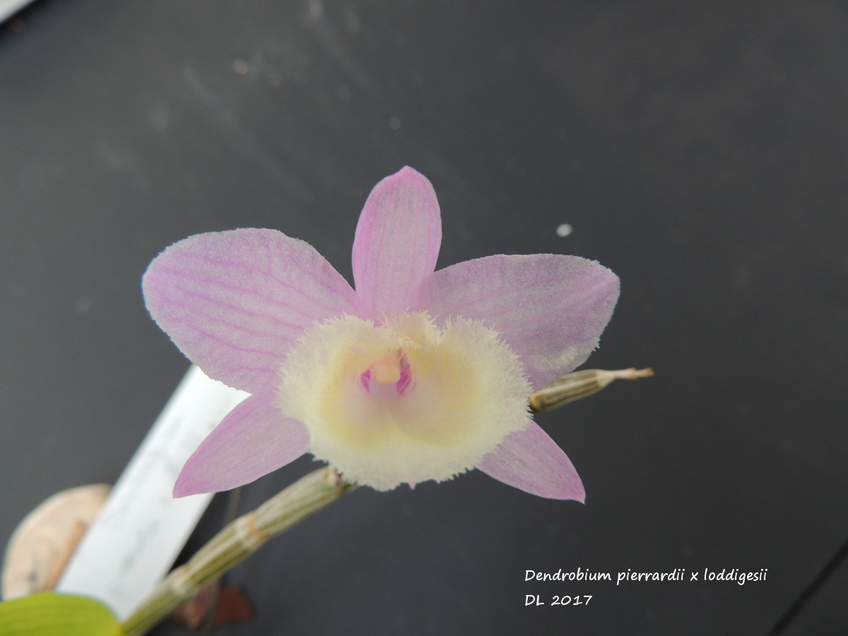 Dendrobium Bohemian Rhapsody [aphyllum (pierardii) x loddigesii] Dendro-pierrardii x loddigesii-2017